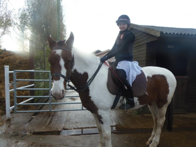 Tenemos una selección de caballos bien educados